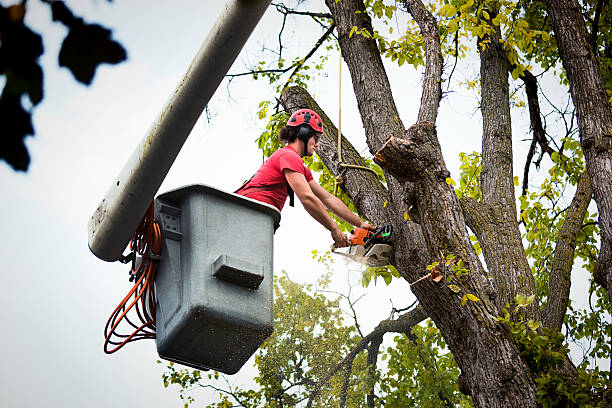 Best Tree Health Inspection  in Anadarko, OK